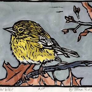 Yellow Warbler.jpg